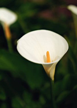 Bahçedeki güzel beyaz dev Calla Lily çiçekleri. Mükemmel doğal bir geçmiş. Yüksek kalite fotoğraf