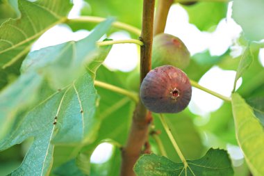 Yakın plan Ficus carica, yeşil yapraklı incir ağacı ve yaz mevsiminde bulanık arkaplanlı meyve olarak bilinir. Yüksek kalite fotoğraf