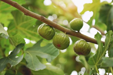 Yakın plan Ficus carica, yeşil yapraklı incir ağacı ve yaz mevsiminde bulanık arkaplanlı meyve olarak bilinir. Yüksek kalite fotoğraf