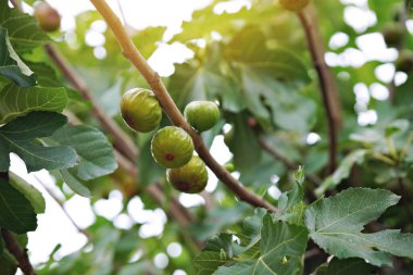 Yakın plan Ficus carica, yeşil yapraklı incir ağacı ve yaz mevsiminde bulanık arkaplanlı meyve olarak bilinir. Yüksek kalite fotoğraf