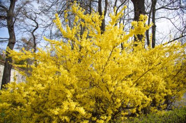 yellow forsythia bush during blooming and  in spring season