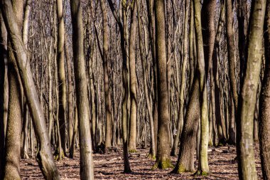 early spring leafless trees in the forest against many trees background