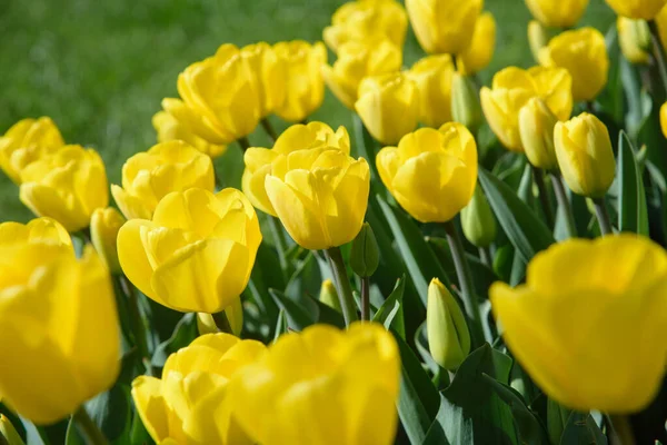 stock image yellow tulips during spring blooming outdoors. close up