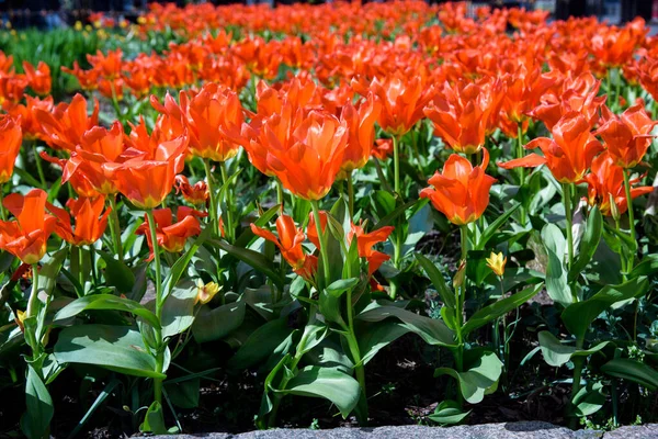 Tulipas Vermelhas Durante Primavera Florescendo Livre Fechar Flor — Fotografia de Stock