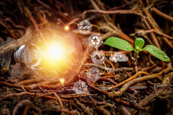 light bulb on the ground Arid earth and energy saving concept, light bulb with nature on the ground, tree roots with energy source icons for sustainable development and future.