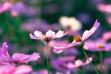 Kozmos çiçek tarlası, güzel pembe çiçekler, güzel pembe kozmos çiçeği parktaki mavi gökyüzü. Gün batımlı güzel pembe ve kırmızı kozmos çiçek tarlasının manzara arka planı. Klasik renk tonu