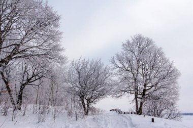 Parktaki ağaçlar kardan önce