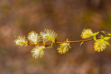 Çiçekli söğüt dalı bahar