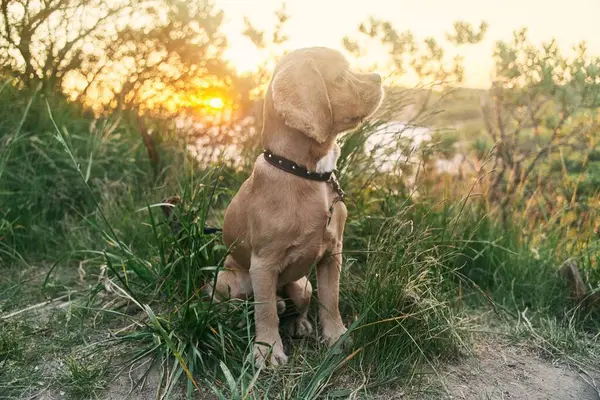 Young American Cocker Spaniel Sitting Grass Sunset High Quality Photo Stock Image