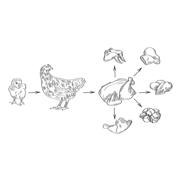 Pollo Carne Pollo Ilustración Vectorial Estilo Boceto — Vector de stock