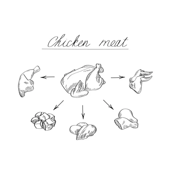 Carne Pollo Ilustración Vectorial Estilo Boceto — Vector de stock