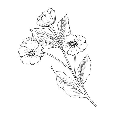 Çiçek dalı. Beyaz arkaplanda elle çizilmiş sayfa.
