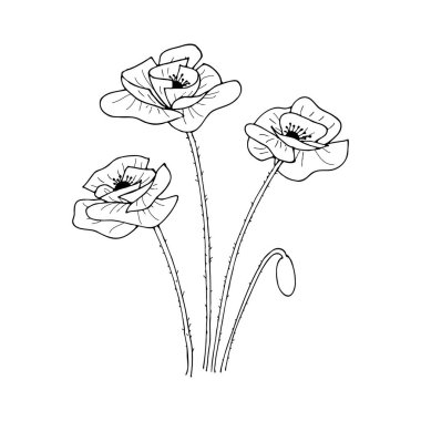 Haşhaş çiçeği. Beyaz arkaplanda çizim stili çizimi.