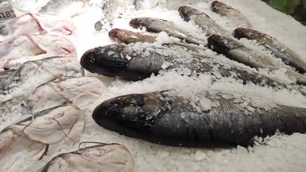 Čerstvé Středomořské Ryby Regálu Ledu — Stock video