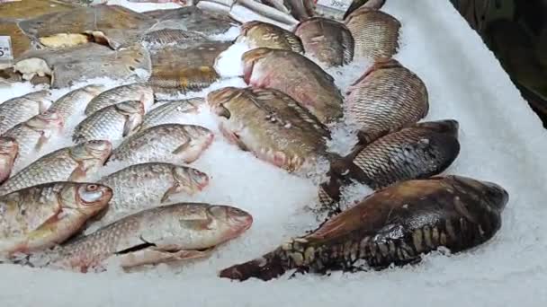 Kyld Färsk Fisk Med Liggande Disk Snabbköpet — Stockvideo