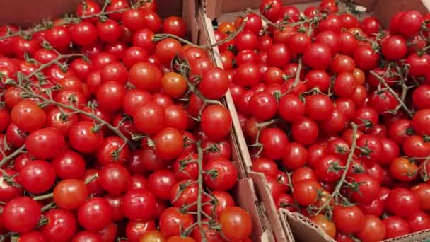 Ripe Tomatoes Market Séquence Vidéo Libre De Droits