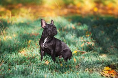 Sonbahar manzarasında siyah fransız bulldog