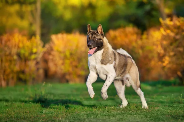 Americký Akita Dog Hrát Zábavu Podzimním Parku — Stock fotografie