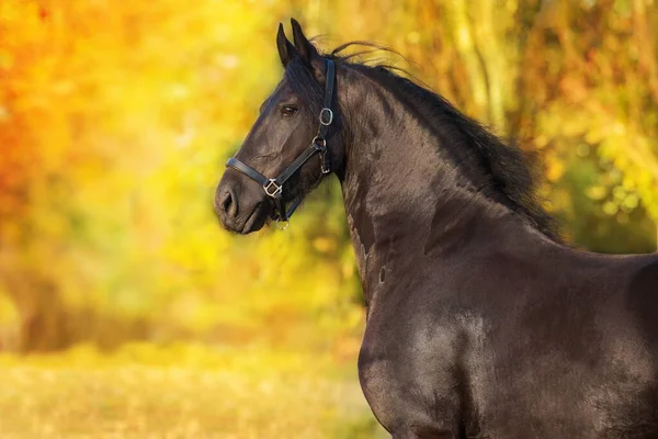 Black Frisian Stallion Fall Park Sunset Light — Stock Photo, Image