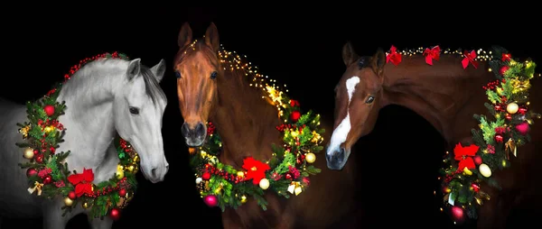 stock image Three  horse in christmas wreath. New Year and Christmas horses on black backgound