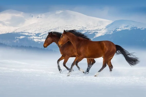 Pferde Mit Langer Mähne Galoppieren Schneebedecktem Sonnigen Tag Gegen Den — Stockfoto