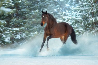  Dark bay horse  run gallop in snow sunny day