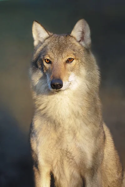 Head and neck of a young european wolf female, isolated on blur background