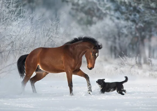 Bay horse play with dog in snow winter field