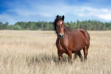 Bay horse close up on summer yellow field