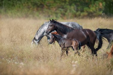 Wild mare with foal in field in herd
