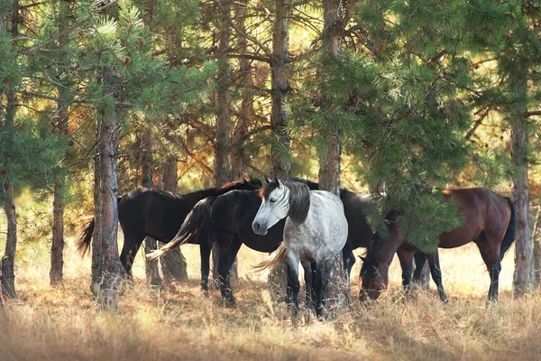 Horse herd rest on forest shadow