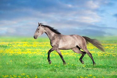 Gray horse trotting in spring pasture with yellow flowers