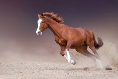 Çöl fırtınasında koşan güzel kırmızı at