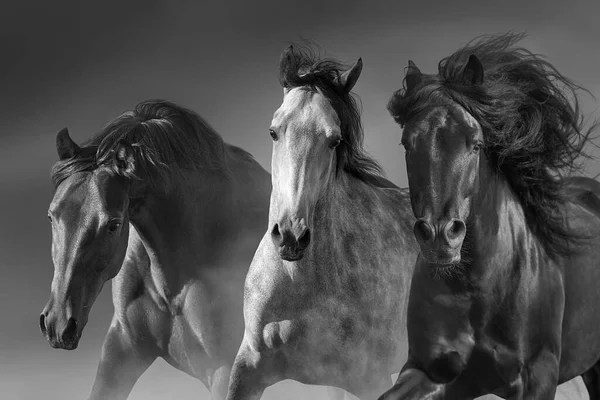 Horses run gallop in desert against sky. Black and white