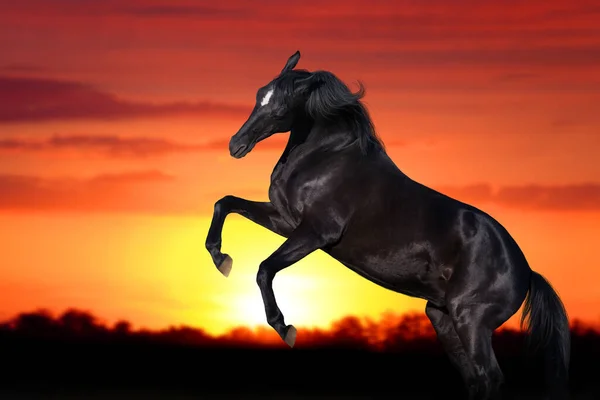 Två Hästar Som Reser Sig Mot Solnedgången — Stockfoto
