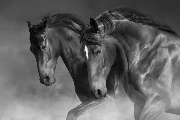 Dois Cavalos Com Crina Longa Movimento Contra Fundo Escuro — Fotografia de Stock