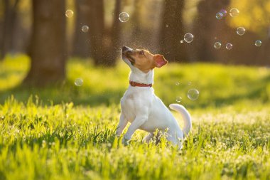 Jack Russel, köpük için zıpla