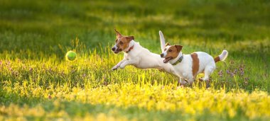 İki Jack Russel köpeği parkta gün batımında oyuncak için koşar.