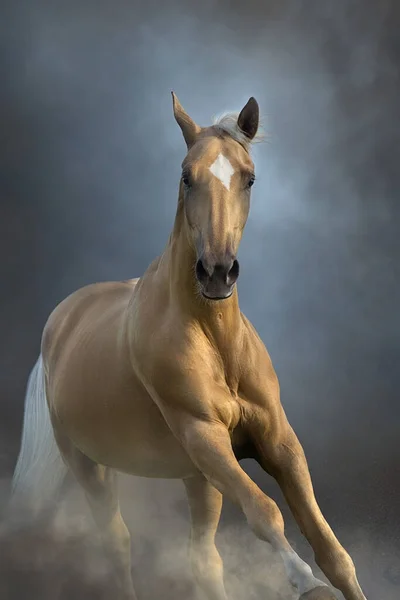 Akhal Teke Horse Close Portrait Free Run — Photo