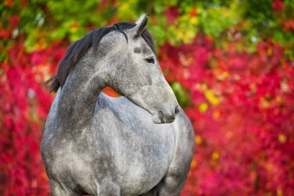 Poortrait Gray Horse Background Red Leaves — Stock Photo, Image