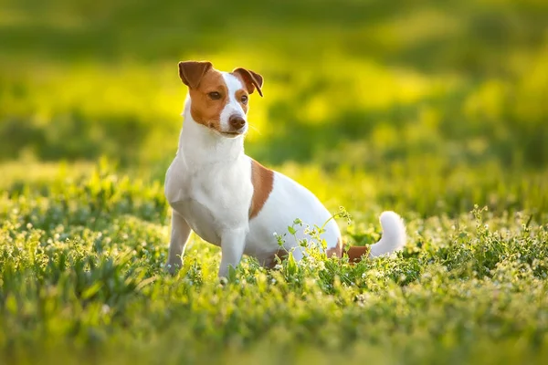 Jack Russel köpek, gün batımında parkta oyuncak için koş.