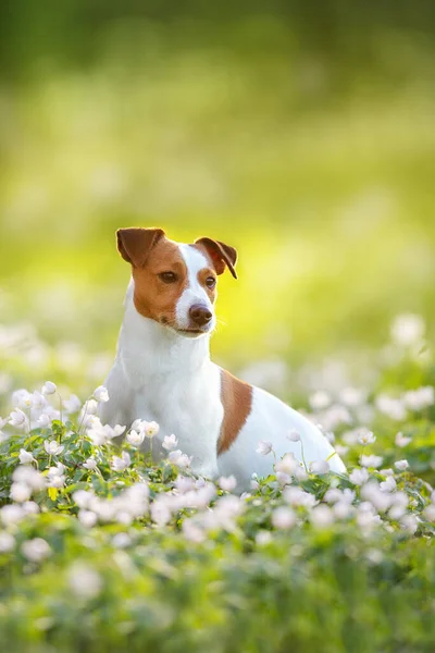 Jack Russel Terrier Porträtt Sommar Skog Anemon Blommor Vid Solnedgången — Stockfoto
