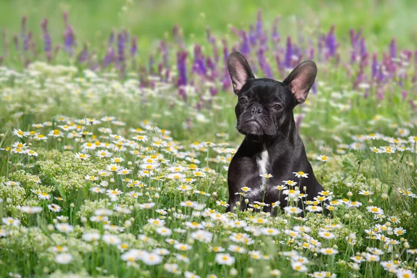 French bulldog puppy in green nature blossom camomile field