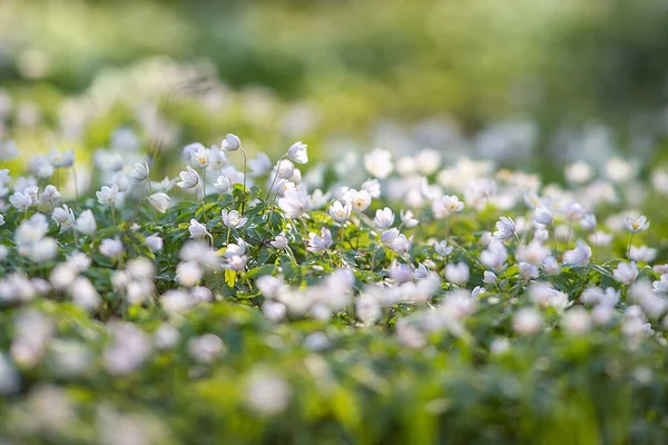 stock image Spring forest meadow with white spring anemone flowers on a sunny day