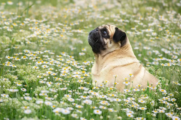 Pug Portrét Zeleném Přírodním Kvetoucím Heřmánkovém Poli — Stock fotografie