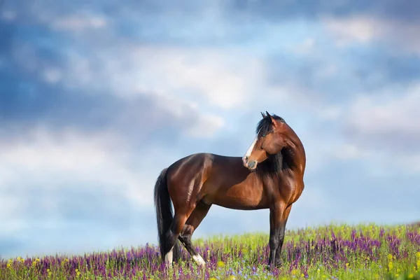 Лошадь Голубым Глазом Стоит Цветочном Поле — стоковое фото