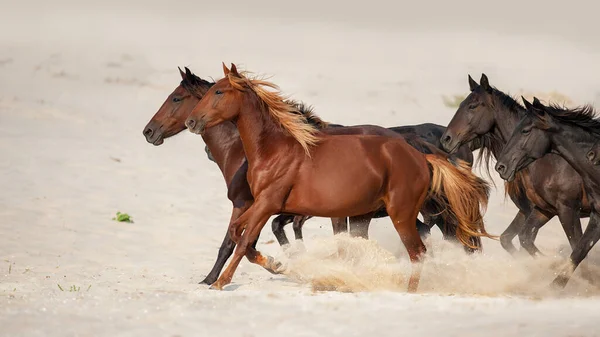 Wild Horses Free Run Areia Deserto — Fotografia de Stock