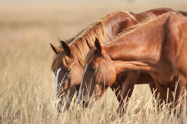 Vild Mustang Fri Gult Sommarfält — Stockfoto