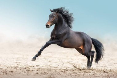 Körfez aygırı çöl tozunda hızlı koşar.