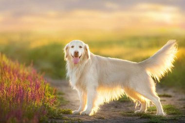Golden Retriever 'ın dışı çiçeklerle kaplıdır.